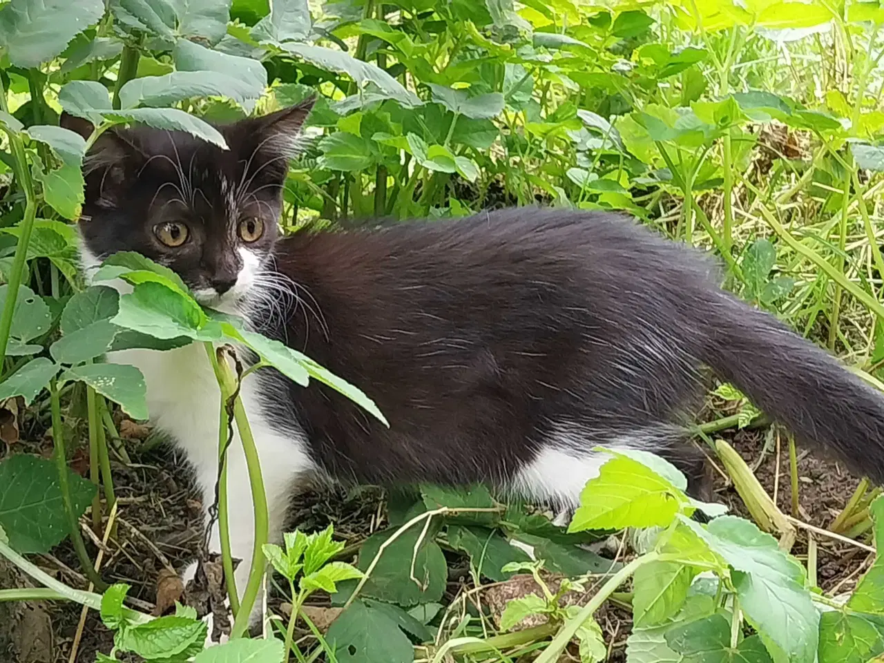 Billede 7 - Katte killinger 