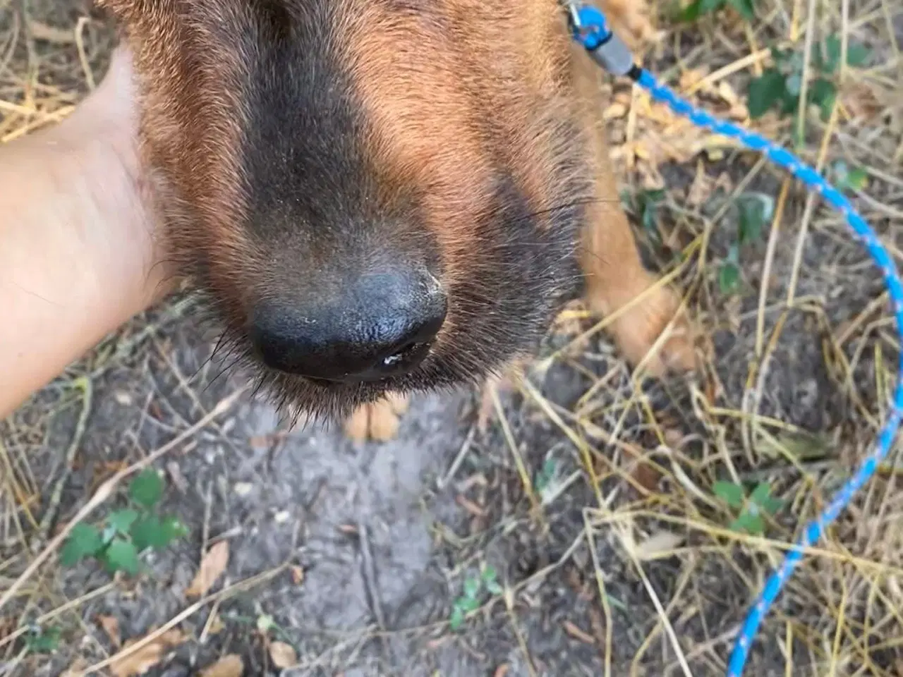 Billede 5 - Gadehunden Chego søger sin helt egen familie❤️