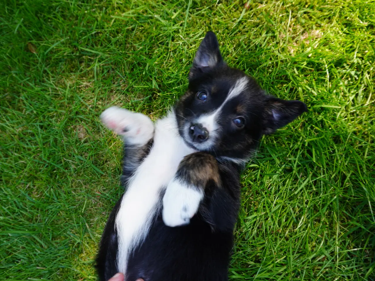 Billede 7 - Border Collie hvalpe