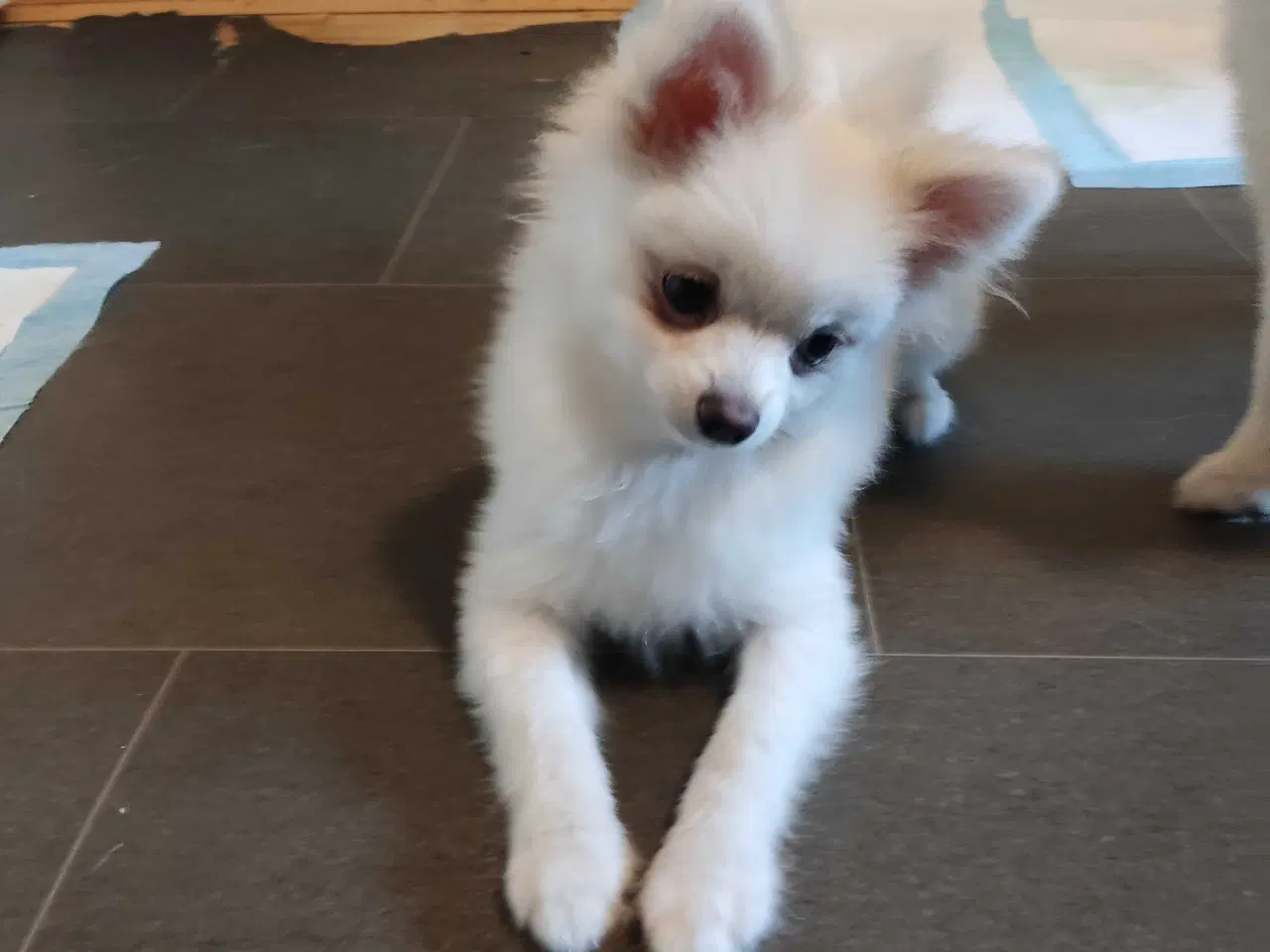 Billede 8 - Mini Pomeranian 