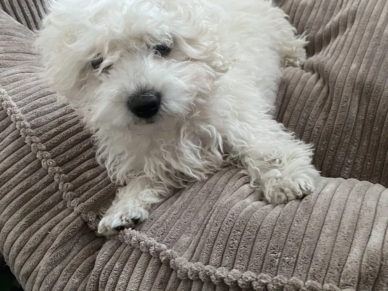 Billede 2 - Hvalpe sælges