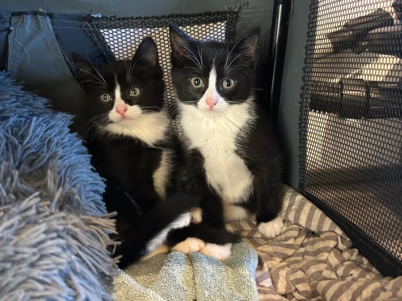 Billede 1 - 2 små søde piger klar til at komme hjemme fra