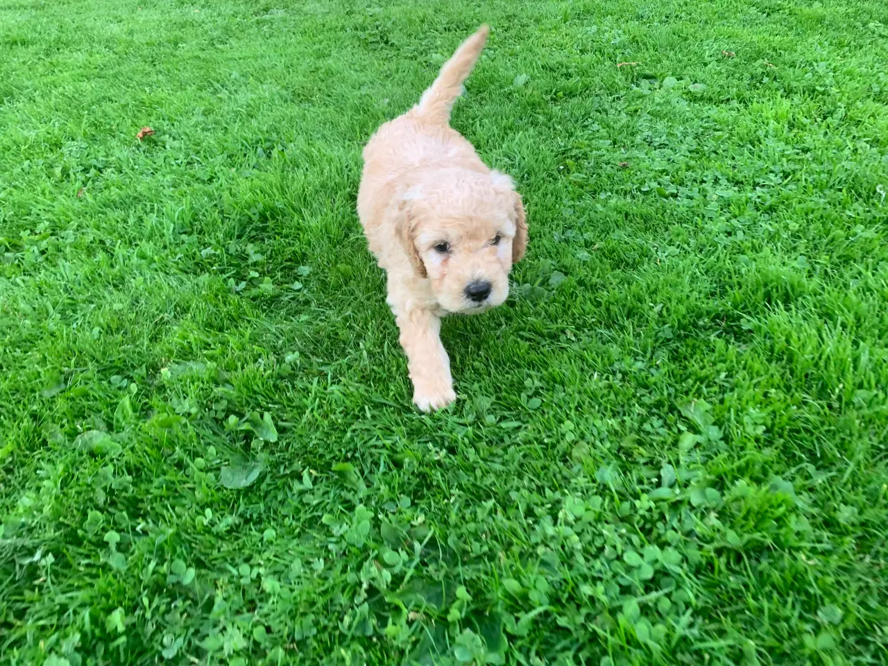 Billede 14 - Mini Golden doodle F1B babyer 