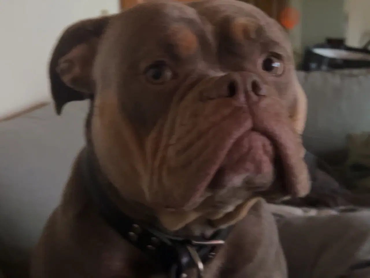 Billede 9 - Old english bulldog