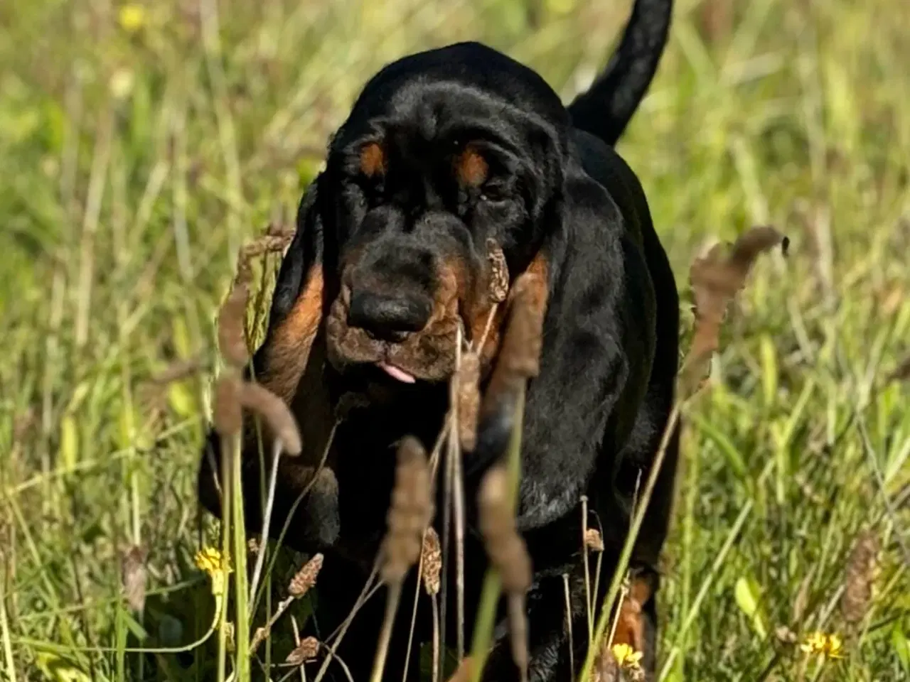 Billede 3 - Black and Tan Coonhound hvalpe