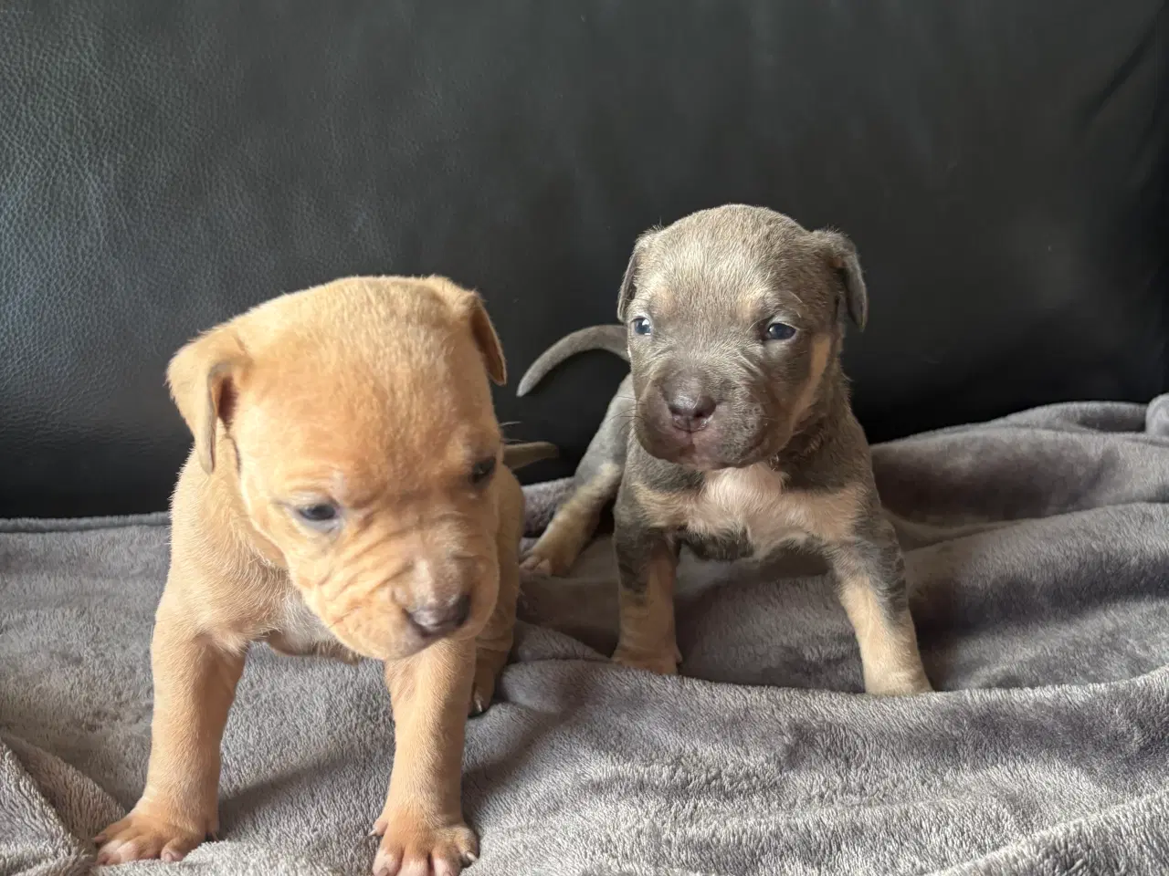 Billede 7 - American bully hvalpe 🐶 