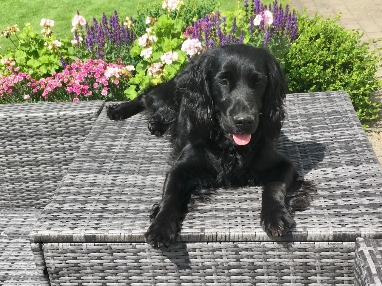 Billede 6 - Cockerspaniel dreng