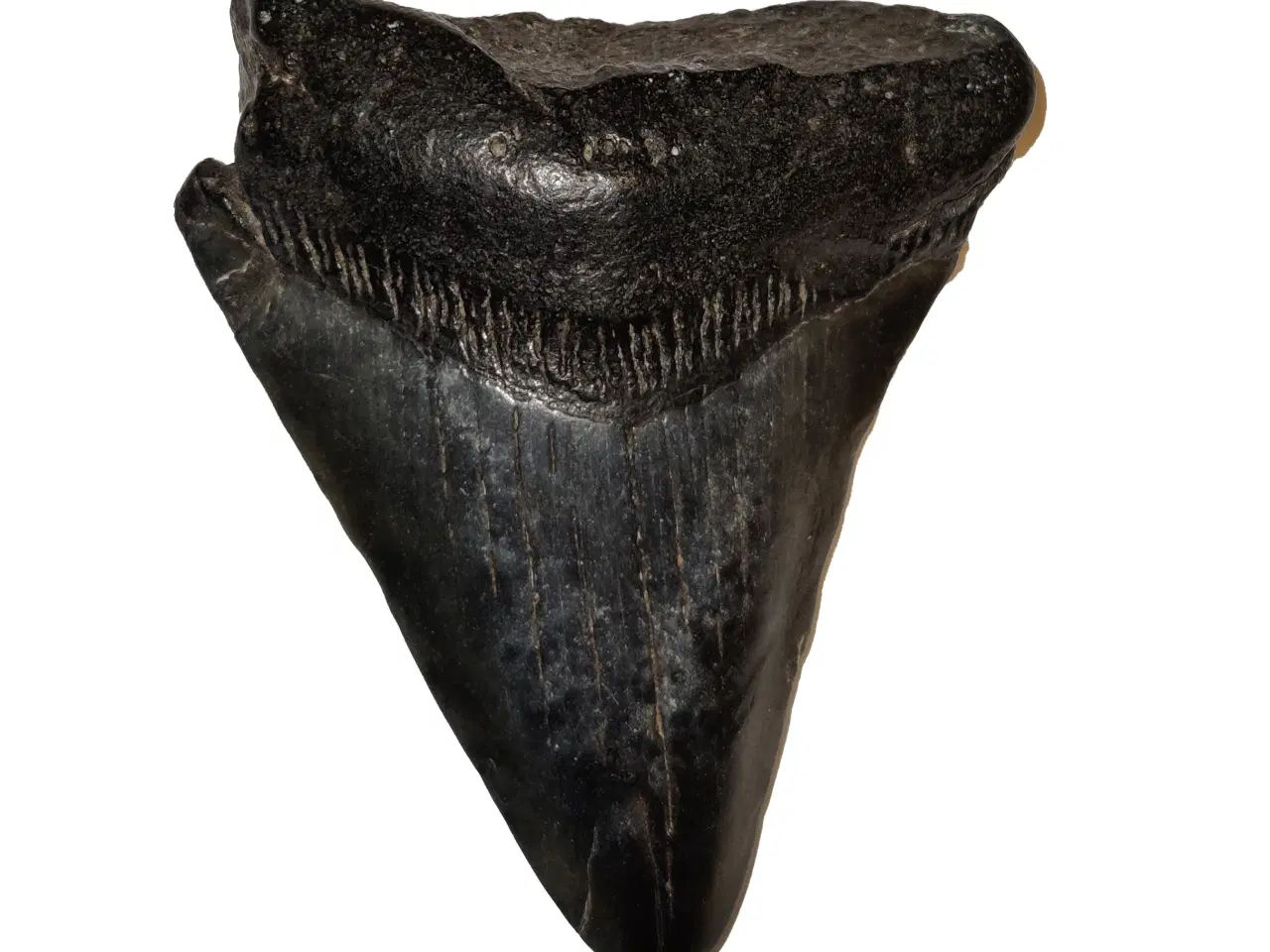Billede 1 - Megalodon tand 4,5 cm