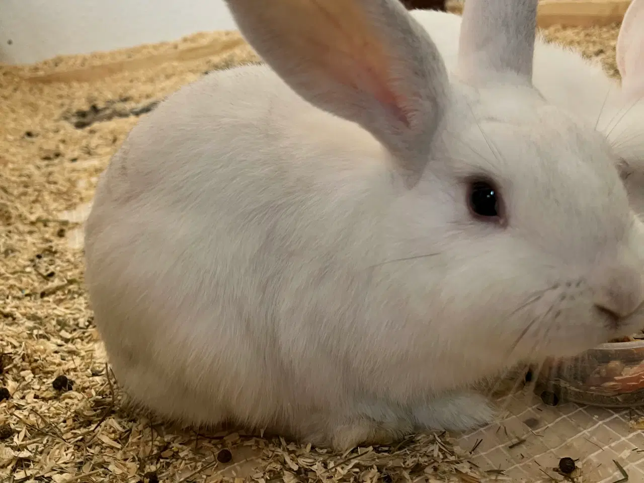 Billede 2 - 3 søde kaninunger søger nyt hjem
