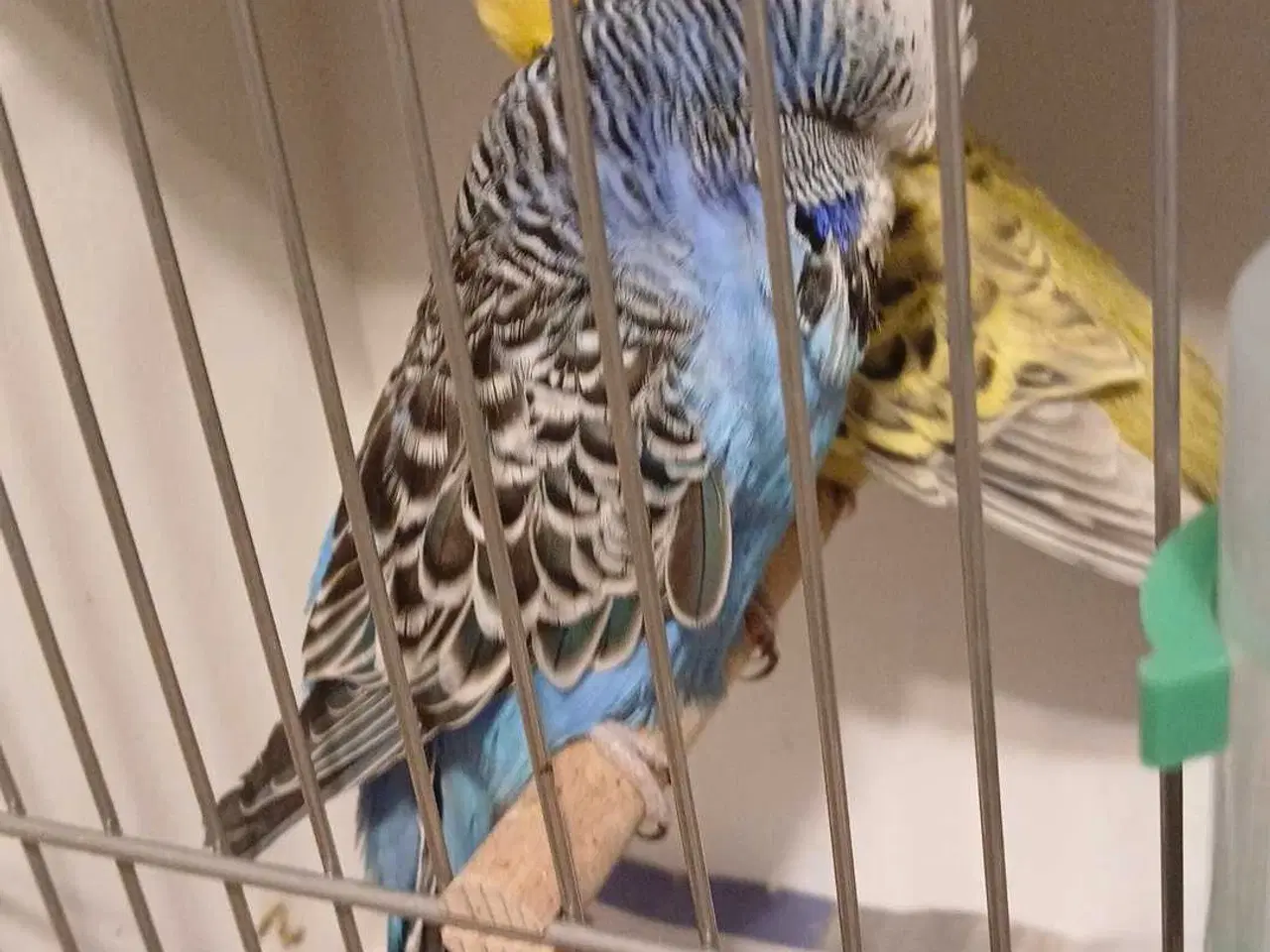 Billede 16 - 1 par Engelske undulater 