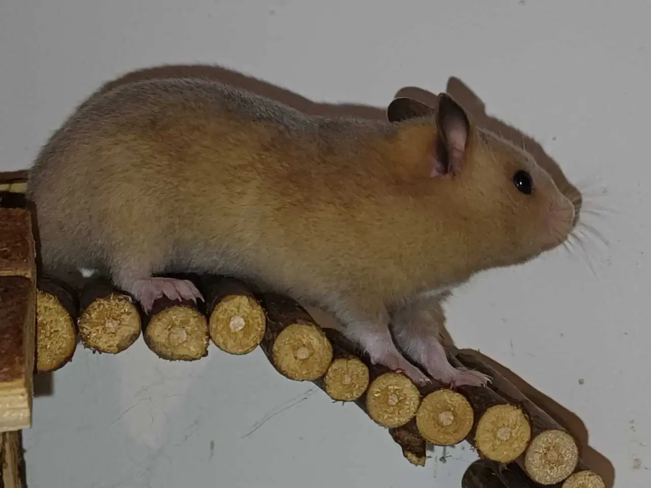 Billede 4 - Guldhamster unger