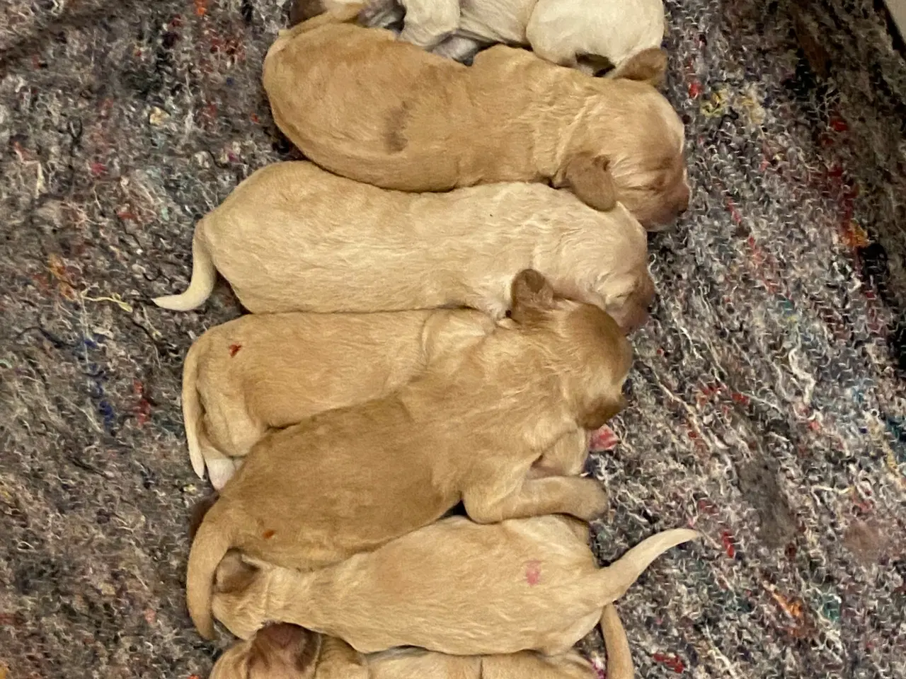 Billede 3 - Cockapoo hvalpe klar til sommerferien