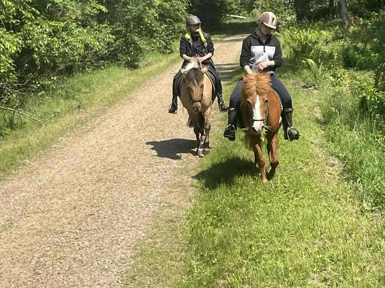 Billede 2 - Hygge/selskabshest søger kærligt hjem