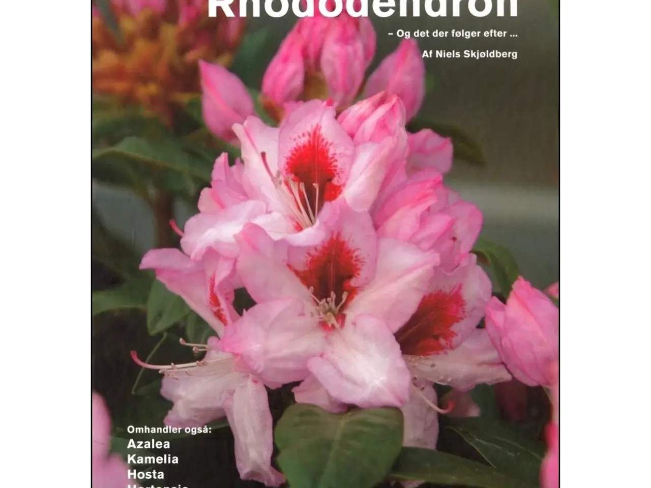 Billede 3 - Rhododendron og andre Surbundsplanter