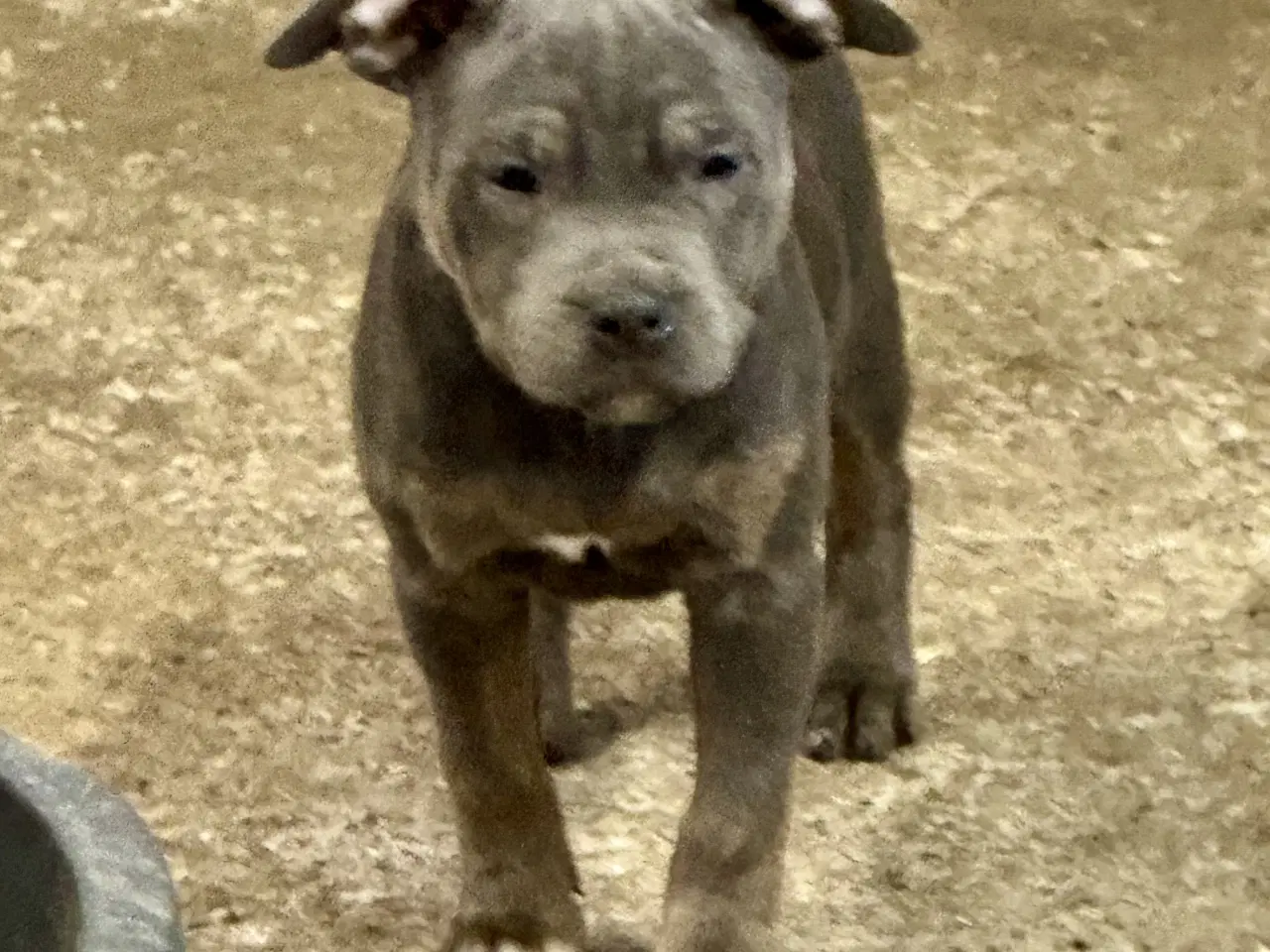 Billede 2 - 3/4 Staffordshire og 1/4 OEB