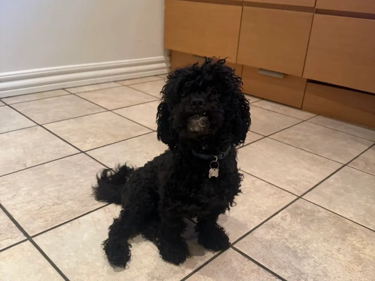 Billede 7 - Milo til avl 