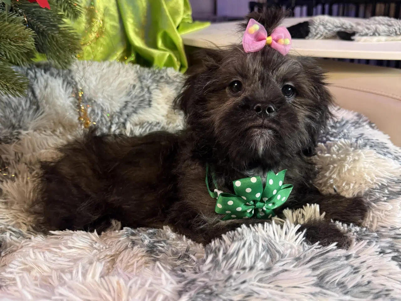 Billede 5 - Rejseklar Shihpoo /Klar i dit nye hjem/