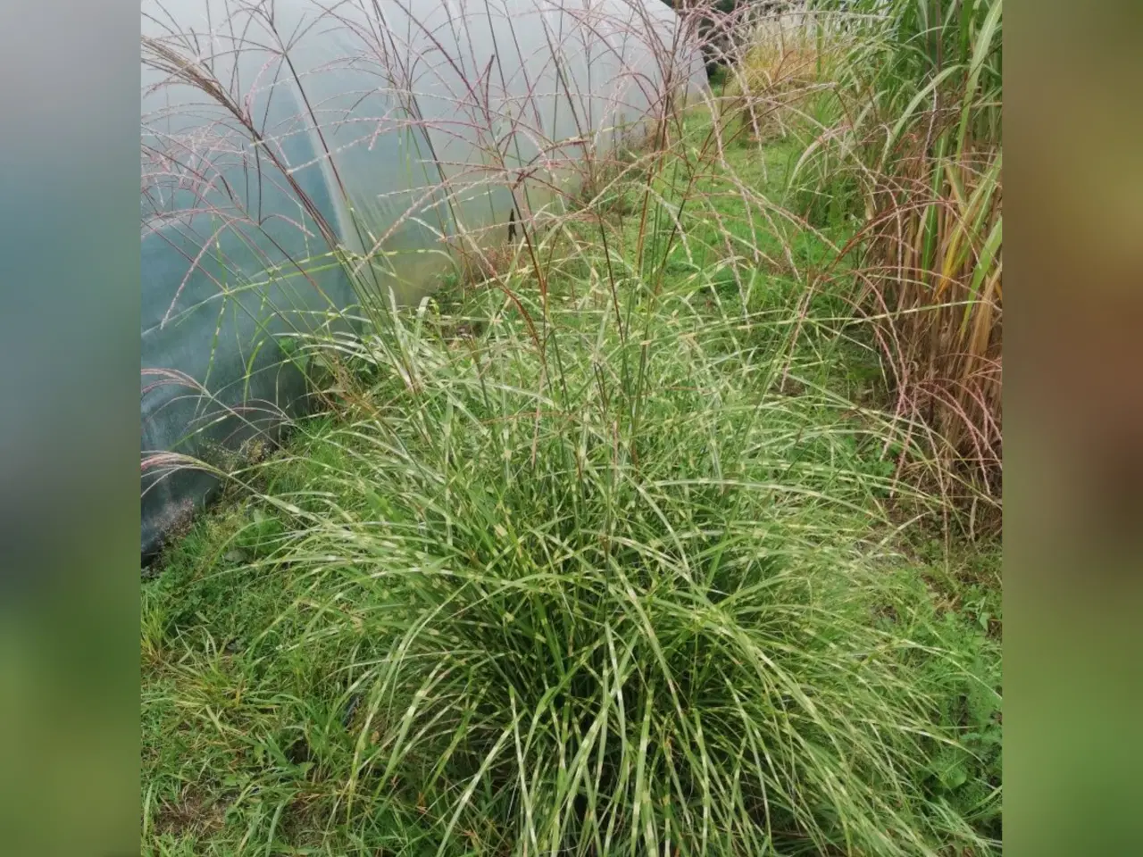 Billede 5 - Prydgræsser planter elefantgræs Little zebra, 