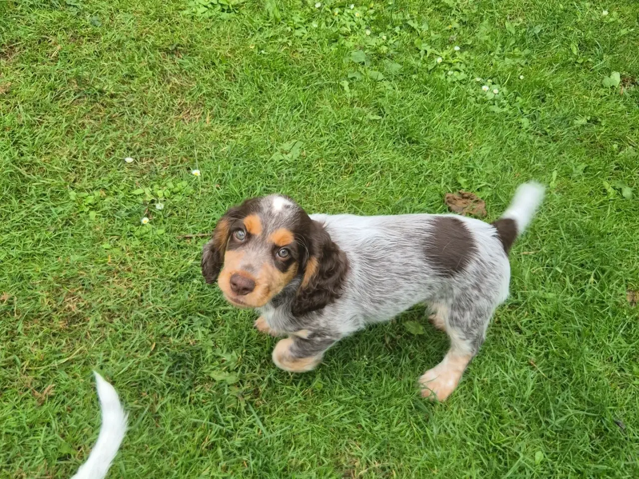 Billede 8 - Ft cocker spaniel 