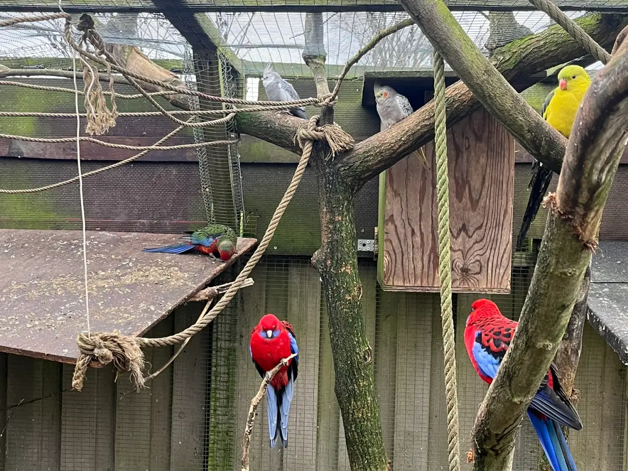 Billede 2 - Pennant Parakit - unge fra sidste år