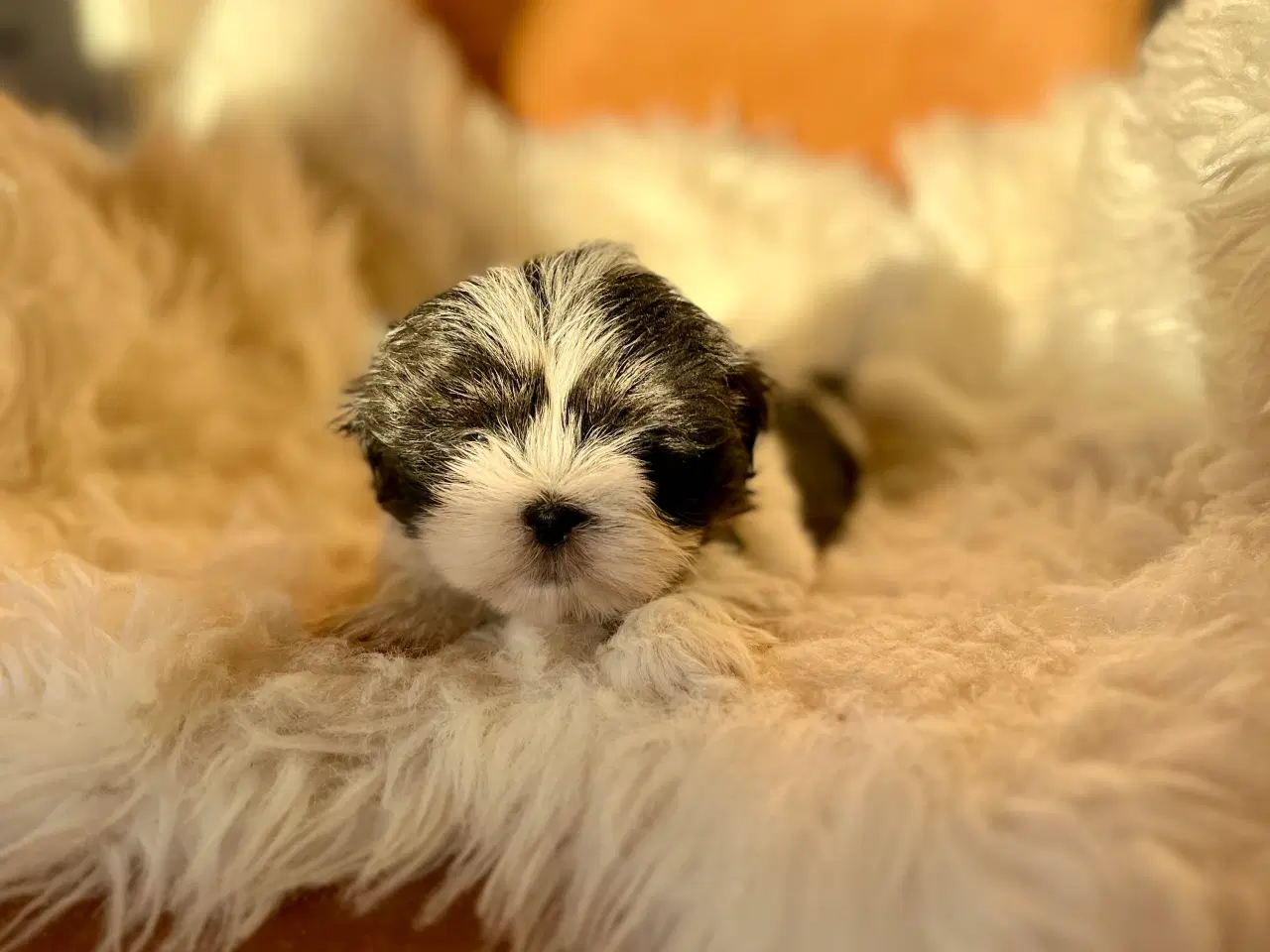 Billede 5 - Lhasa Apso hvalpe