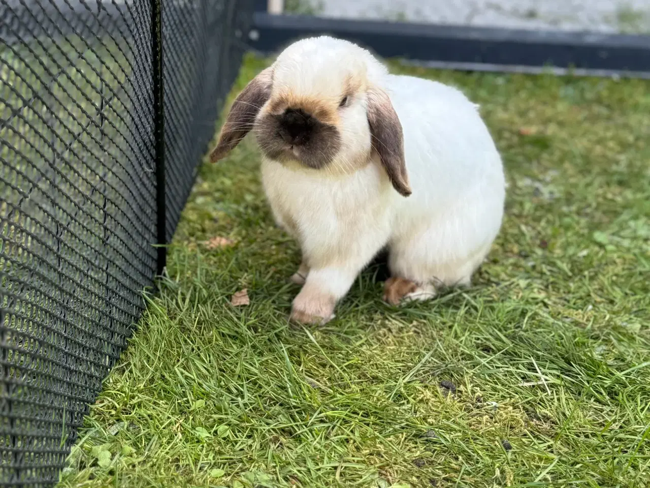 Billede 9 - Mini lop Minilop 