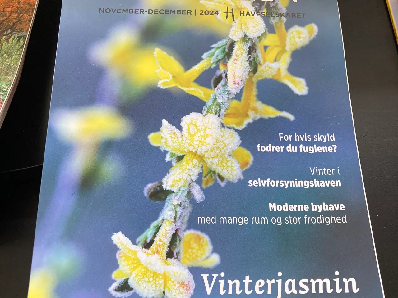 Billede 1 - Haven have blad