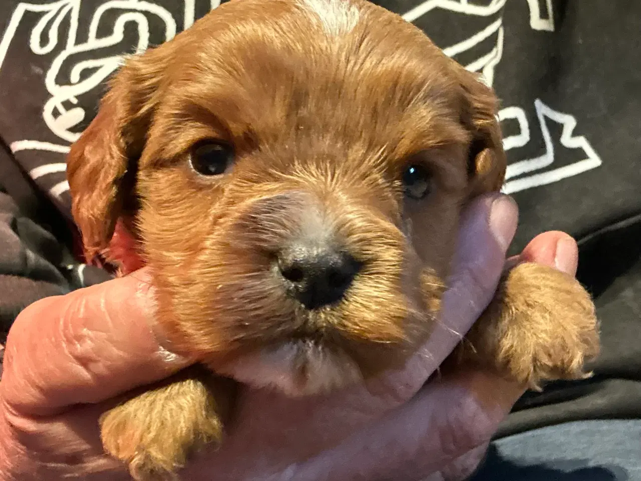 Billede 8 - Mini Cavapoo F2