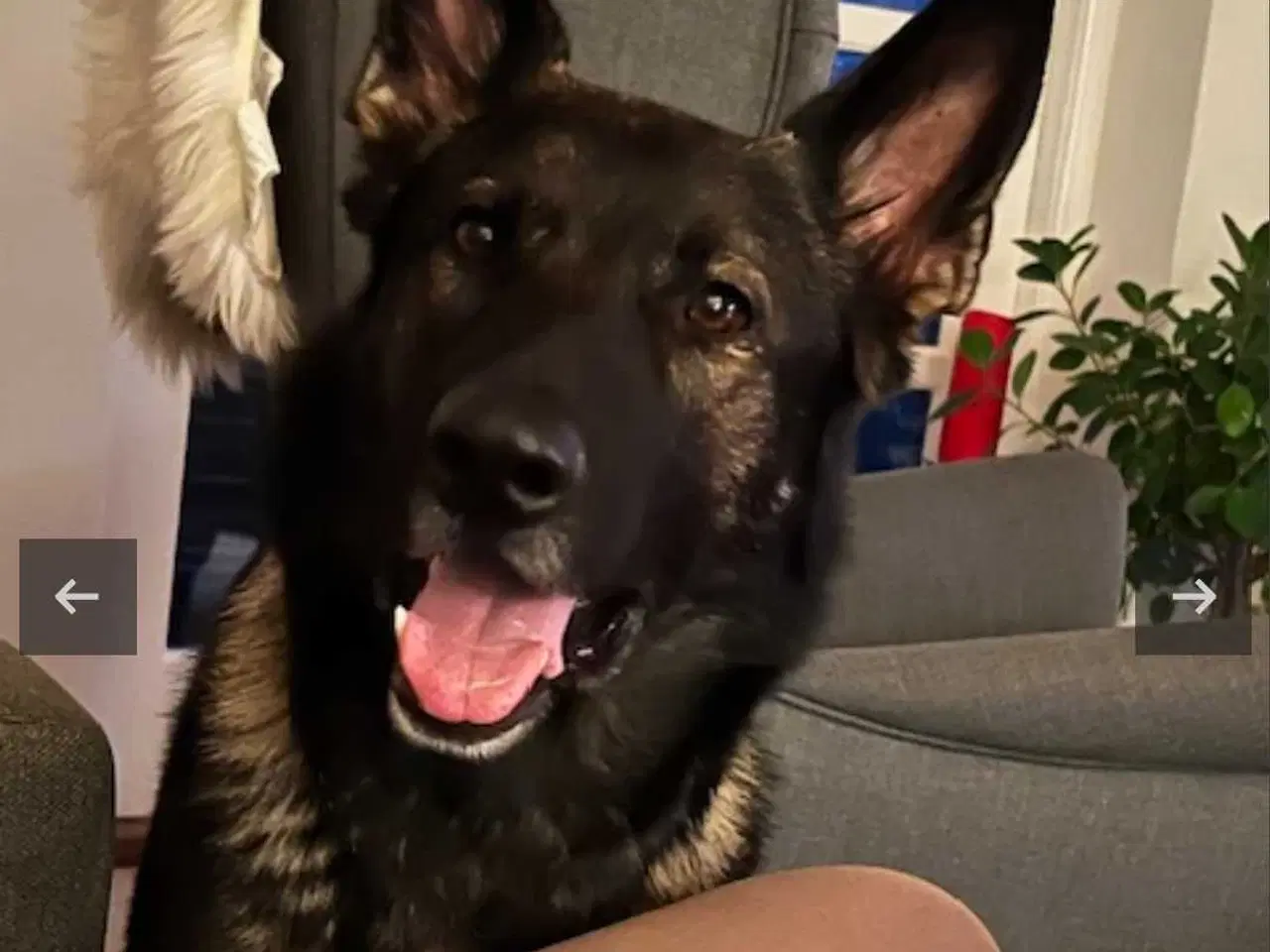Billede 2 - Grå schæfer han hund