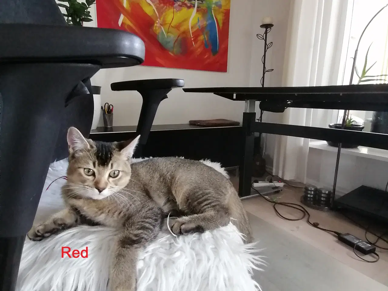 Billede 6 - Killinger Russian Blue/British shorthair