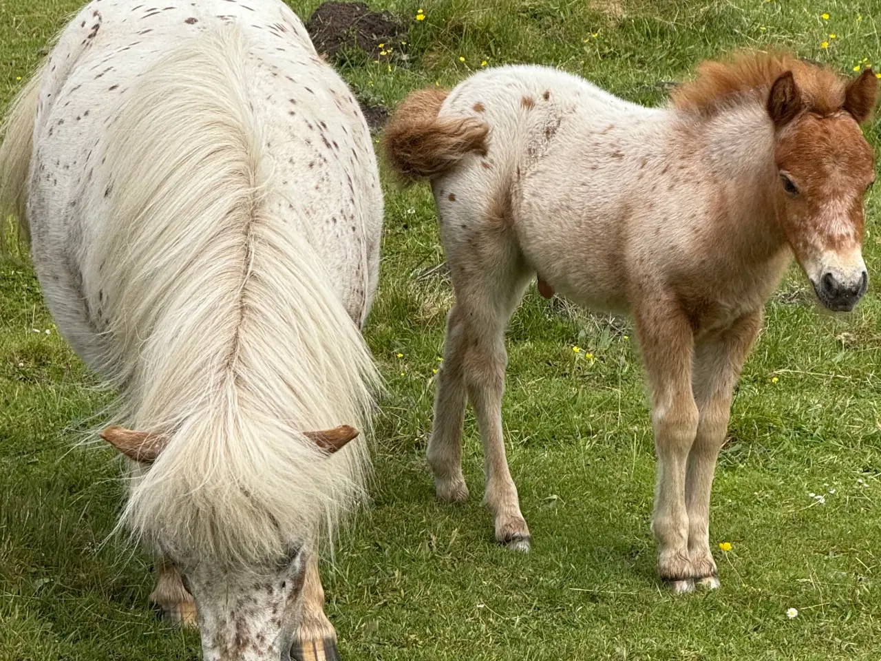 Billede 7 - Mini Pony 