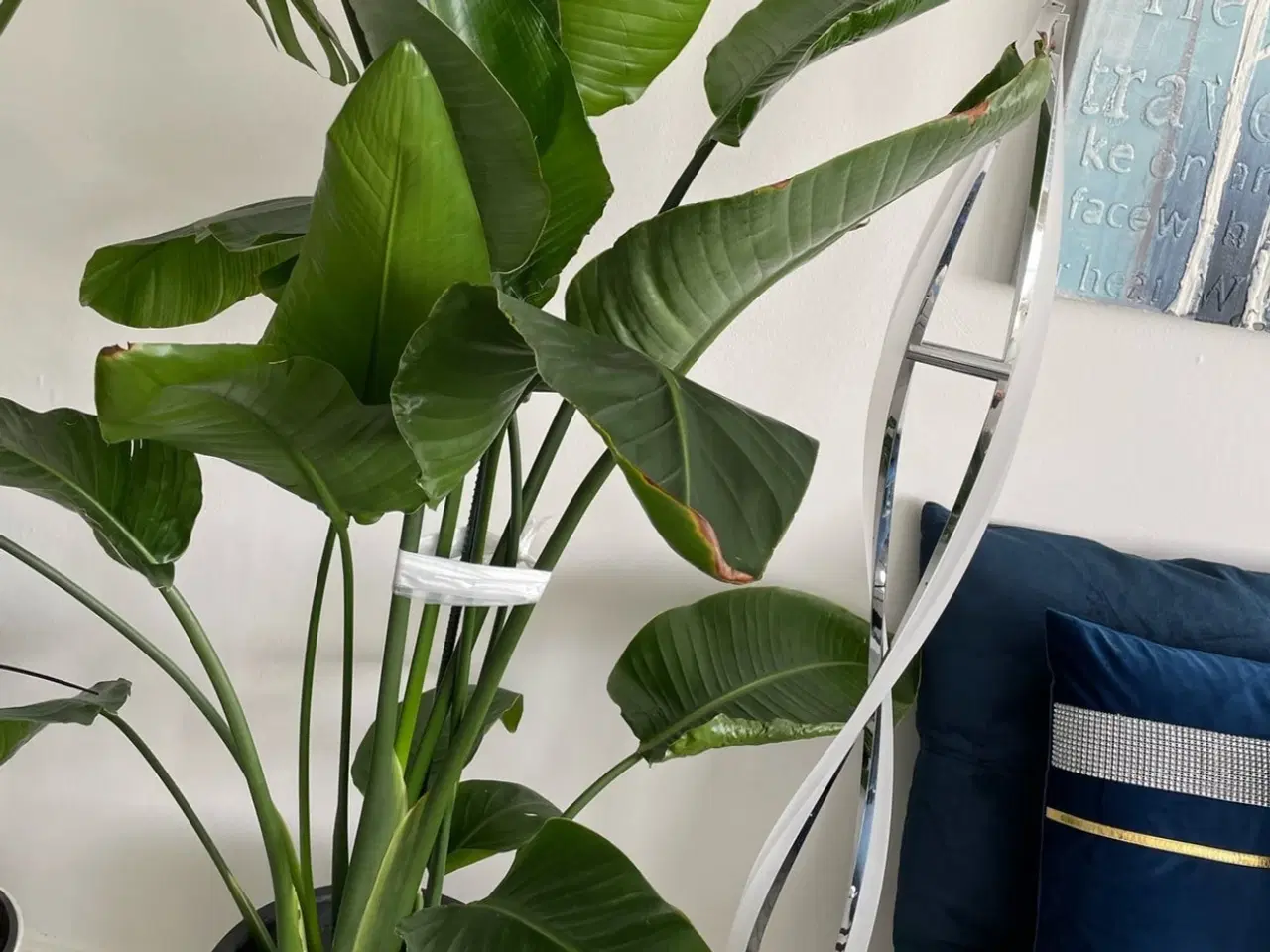 Billede 1 - Planter 