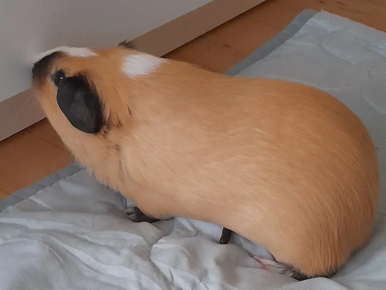 Billede 3 - Marsvin han