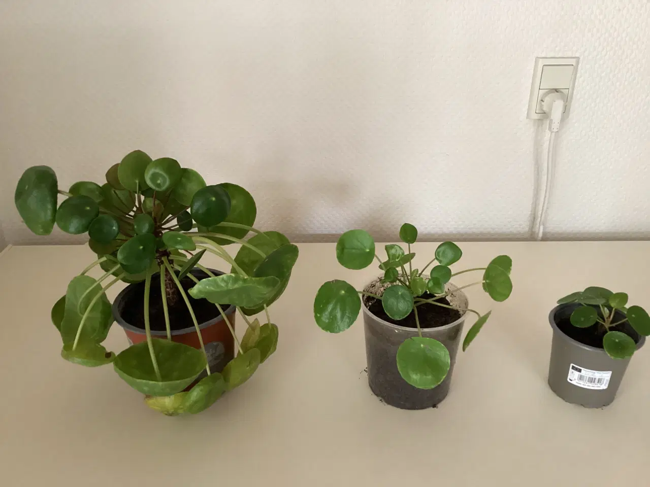 Billede 1 - 3 stk pengetræ planter