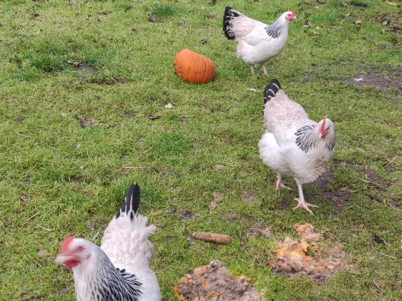 Billede 2 - Sussex høns, 3 høner, 1 hane 2025