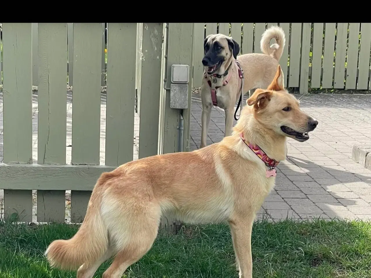 Billede 8 - Smukke Daisy søger familie