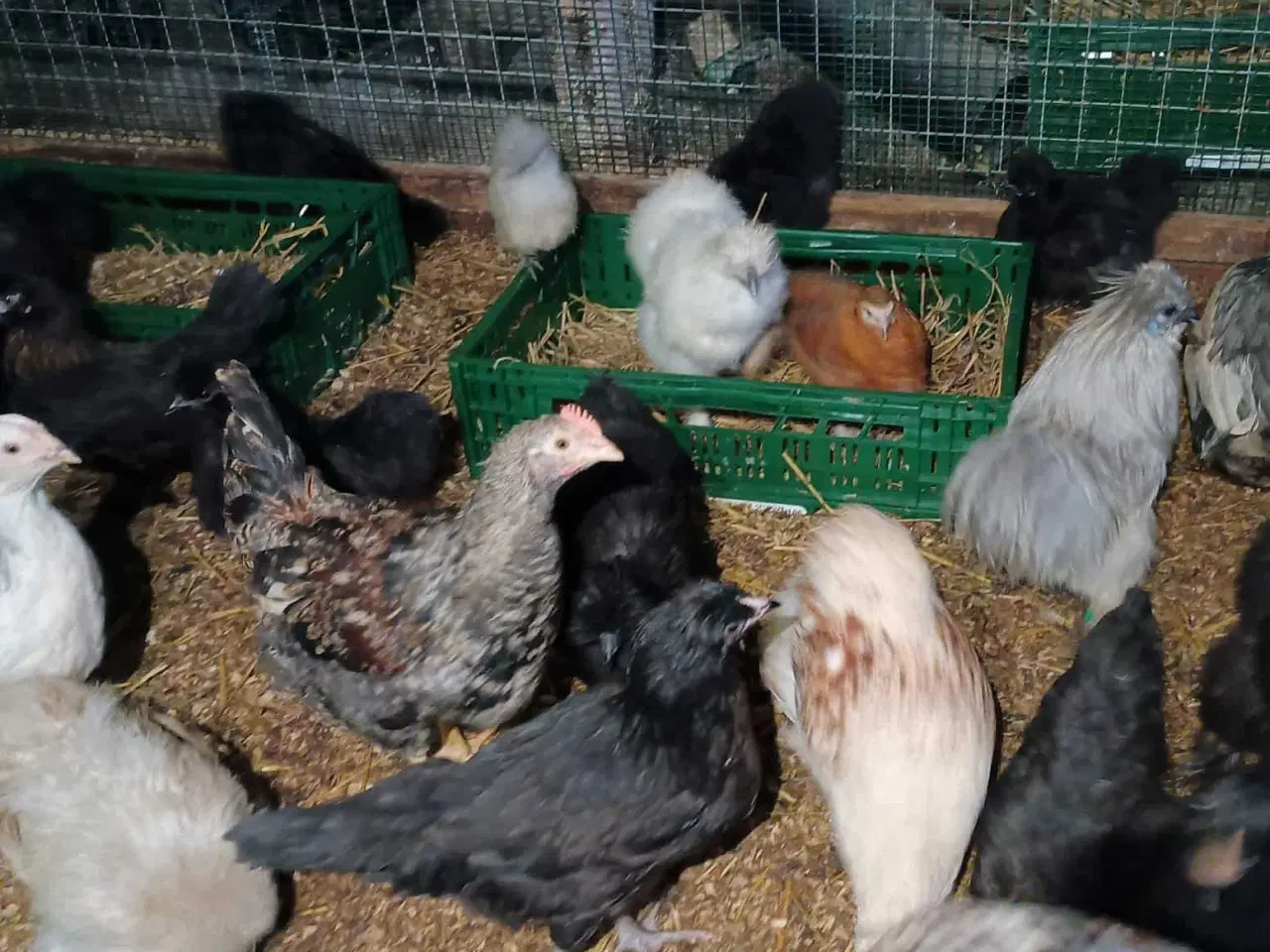 Billede 8 - Blænding race  Varmefri kyllinger  for Multi farve
