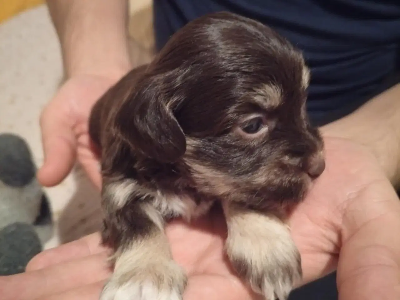 Billede 1 - Sælger Bichon Havanais kvalpe