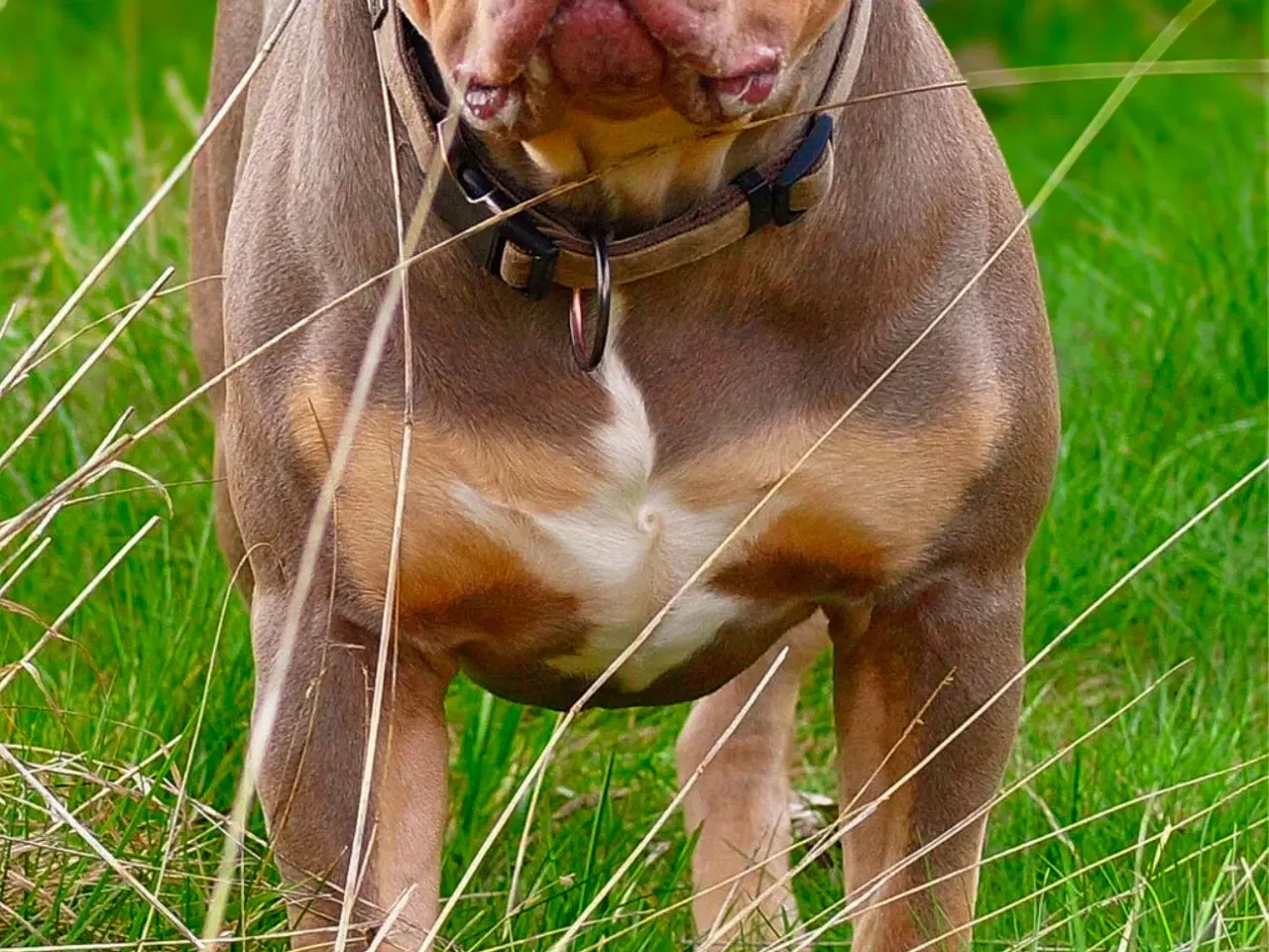 Billede 14 - American Bully XL hvalpe