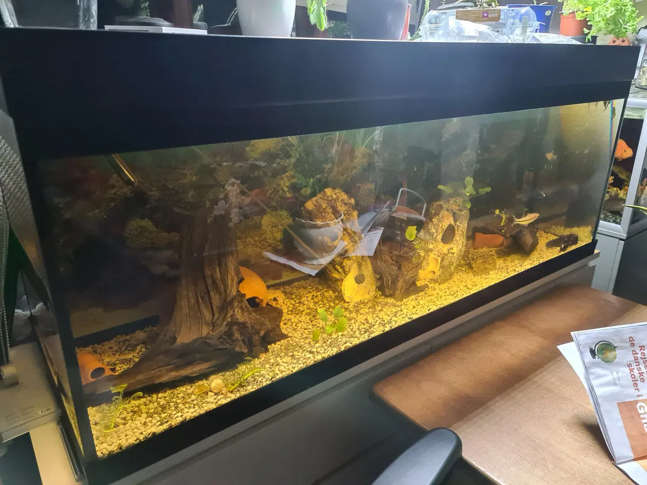 Billede 2 - Akvarie, 450L, med indhold