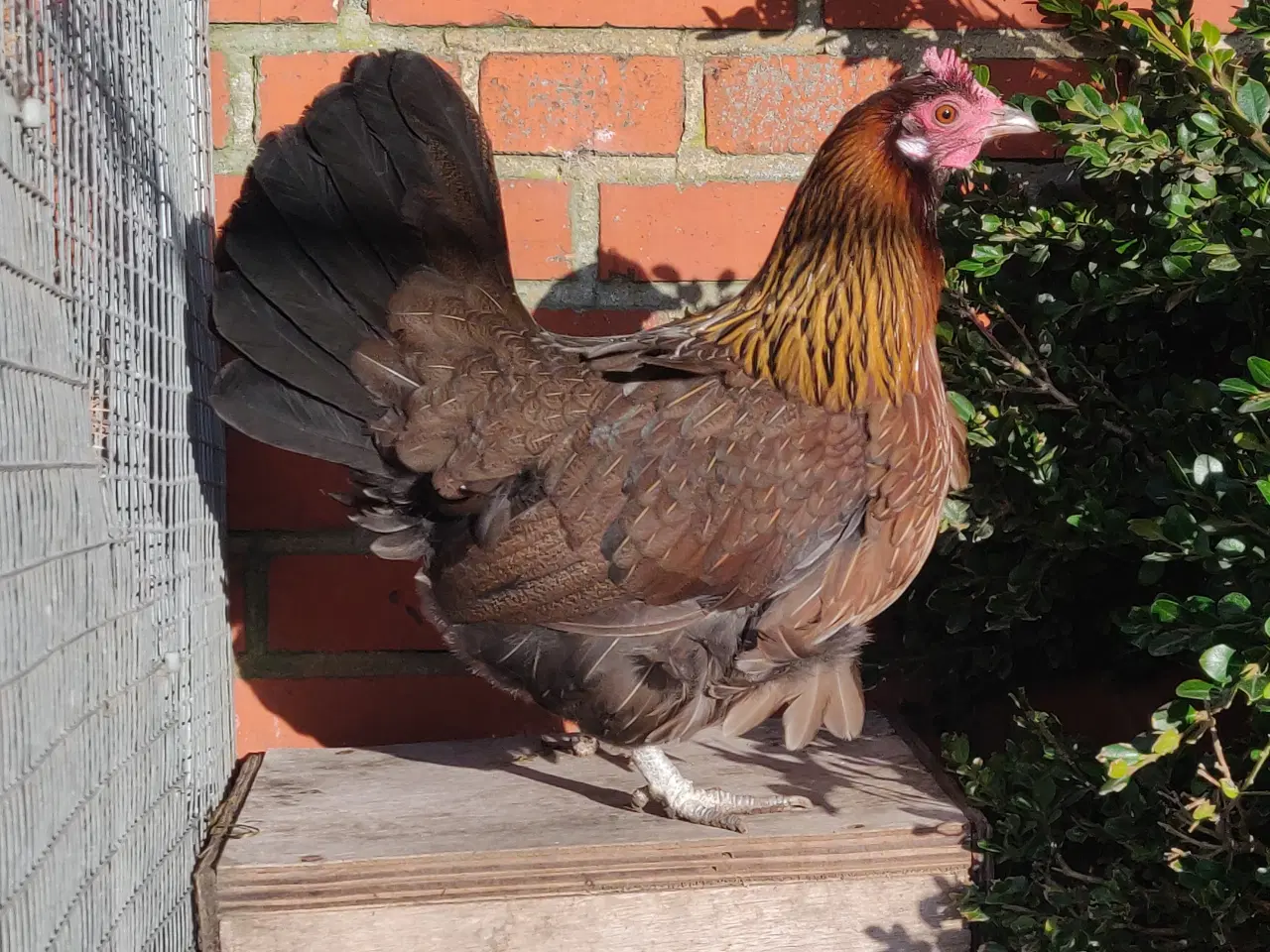 Billede 2 - Danske landhøns