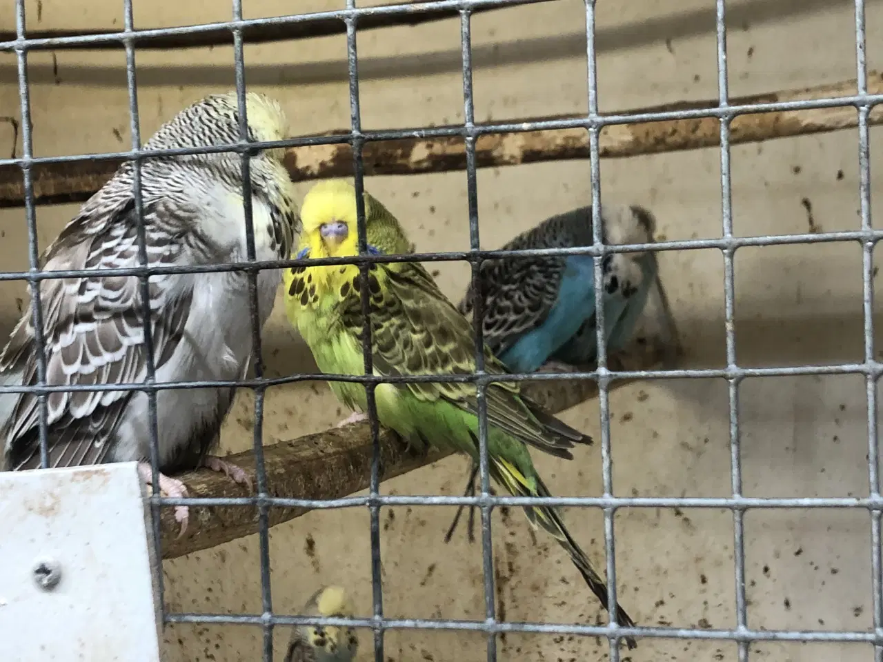 Billede 2 - Engelske undulater fast ringet