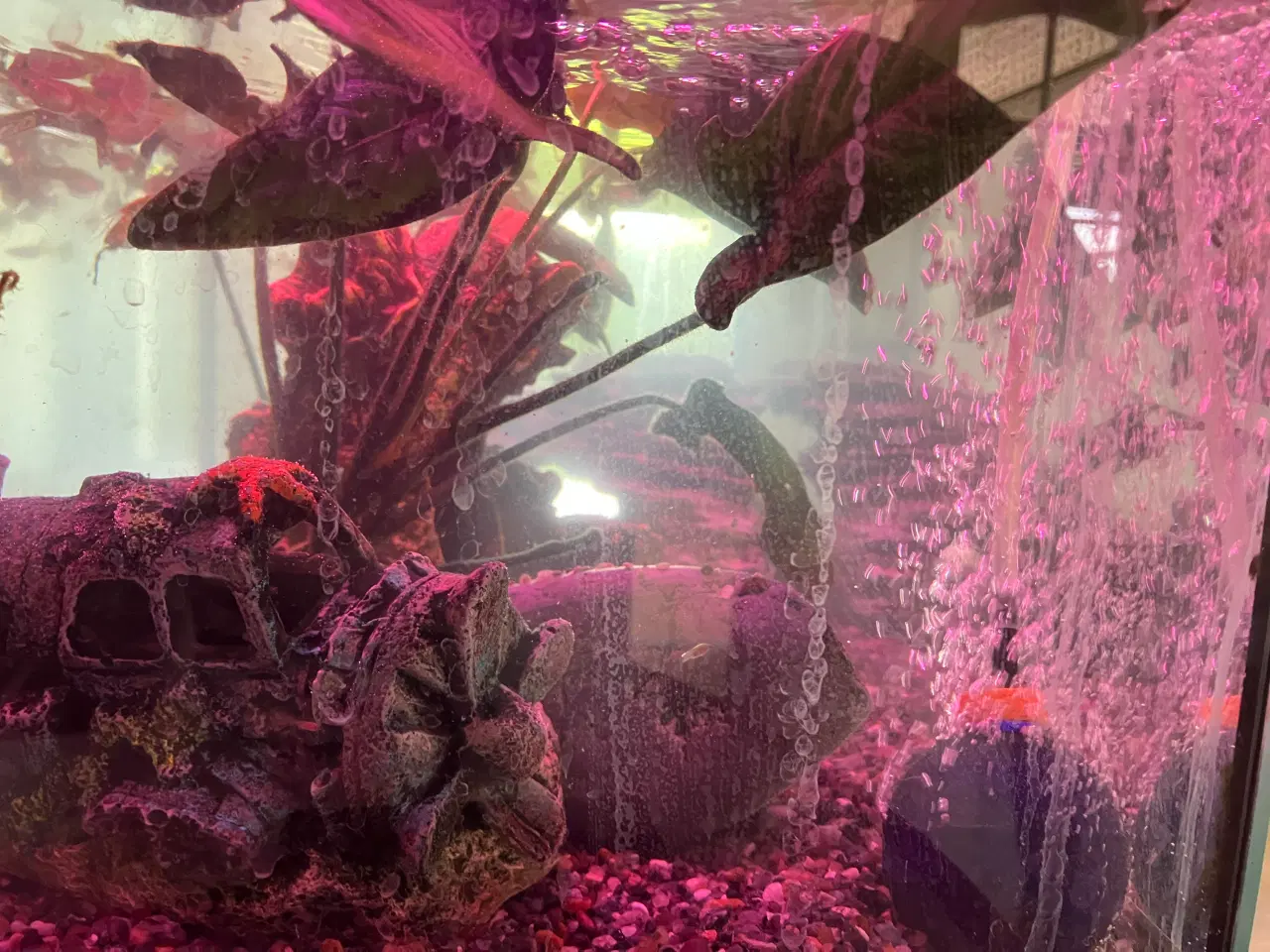 Billede 6 - Akvarium og fisk