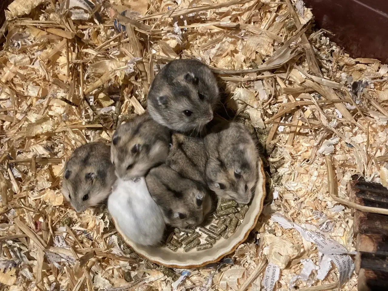 Billede 1 - Dværghamster