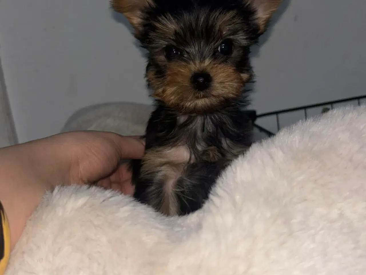 Billede 4 - 2 girls and 2 boys