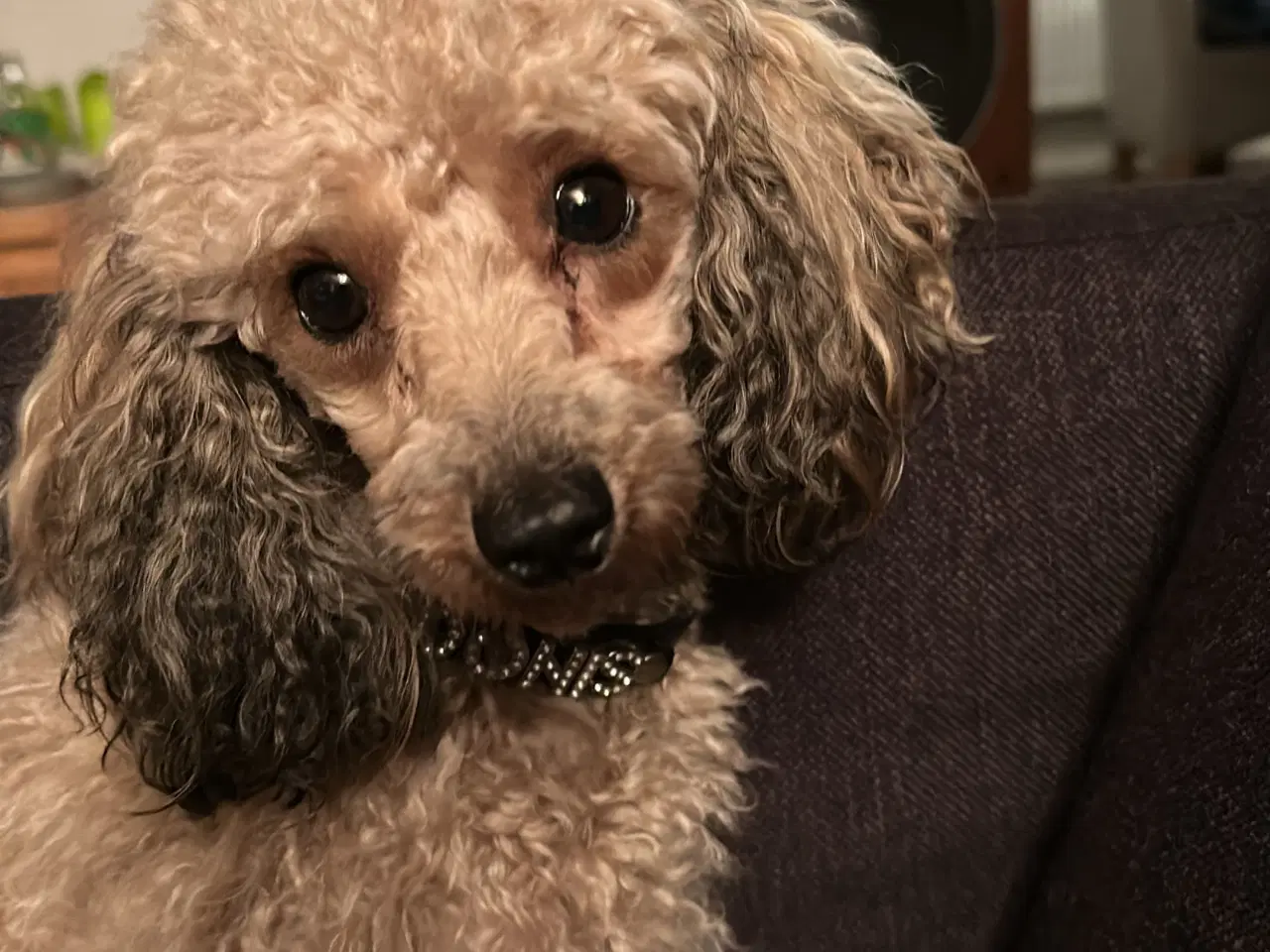 Billede 7 - Havapoo hvalpe. 