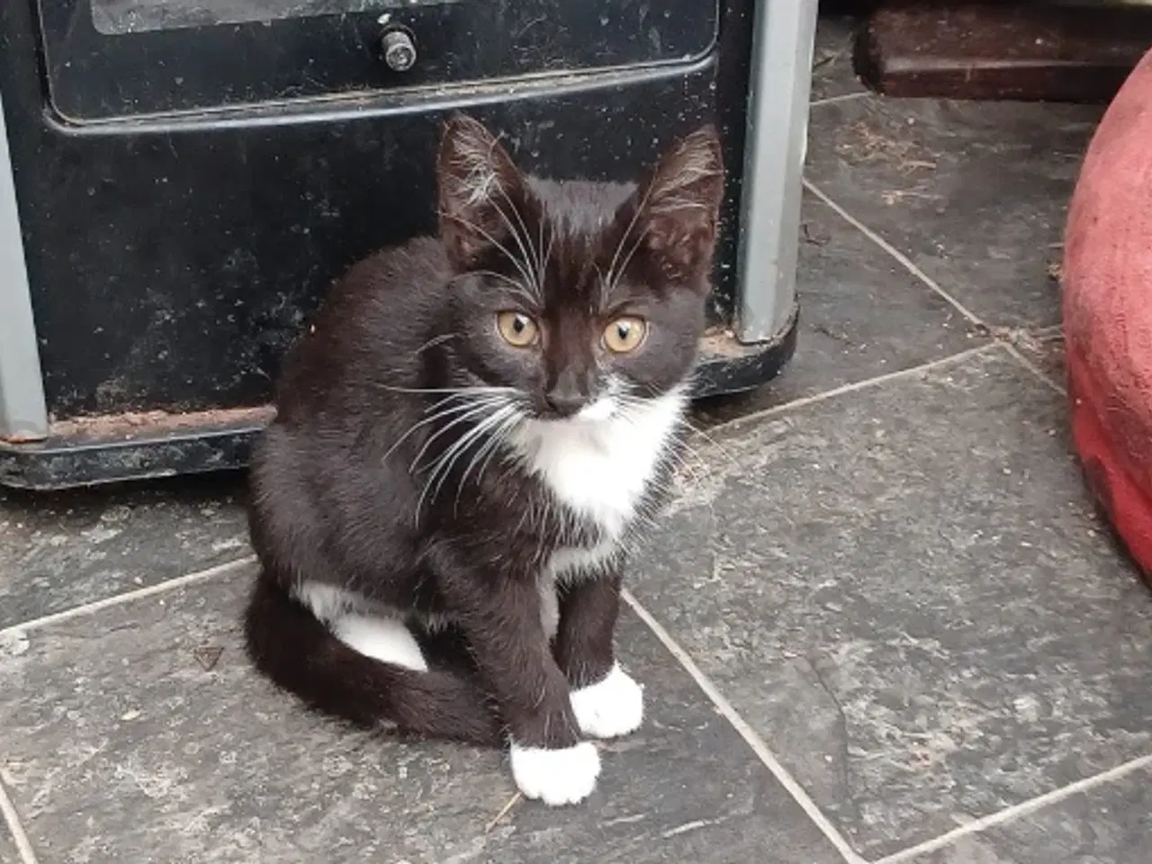 Billede 2 - Verdens sødeste katte killing søger nyt hjem