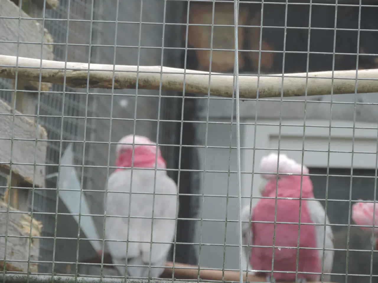 Billede 3 - Ophør med fugle - billig