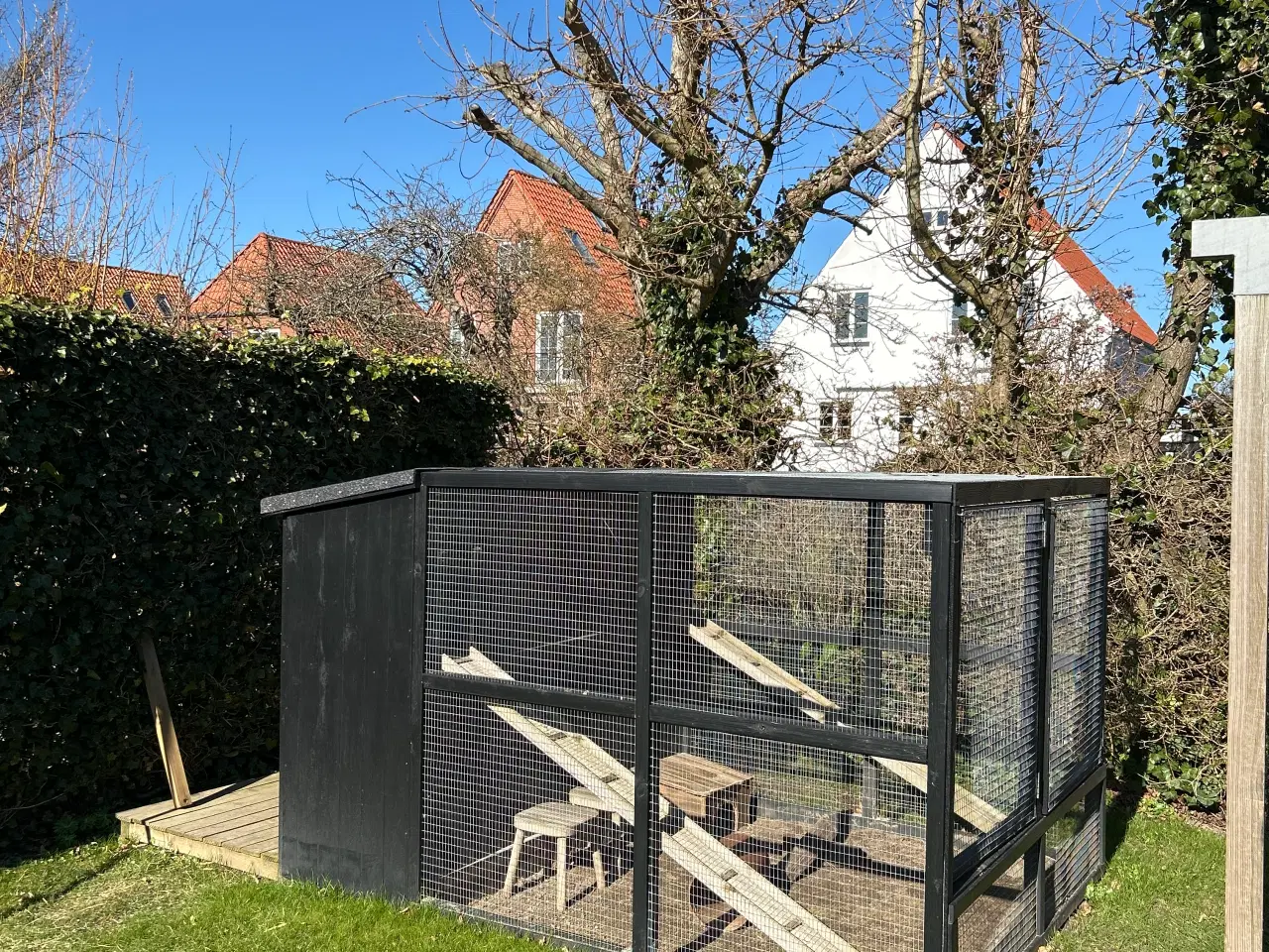 Billede 19 - 2 søde mini lop kaniner (søstre)