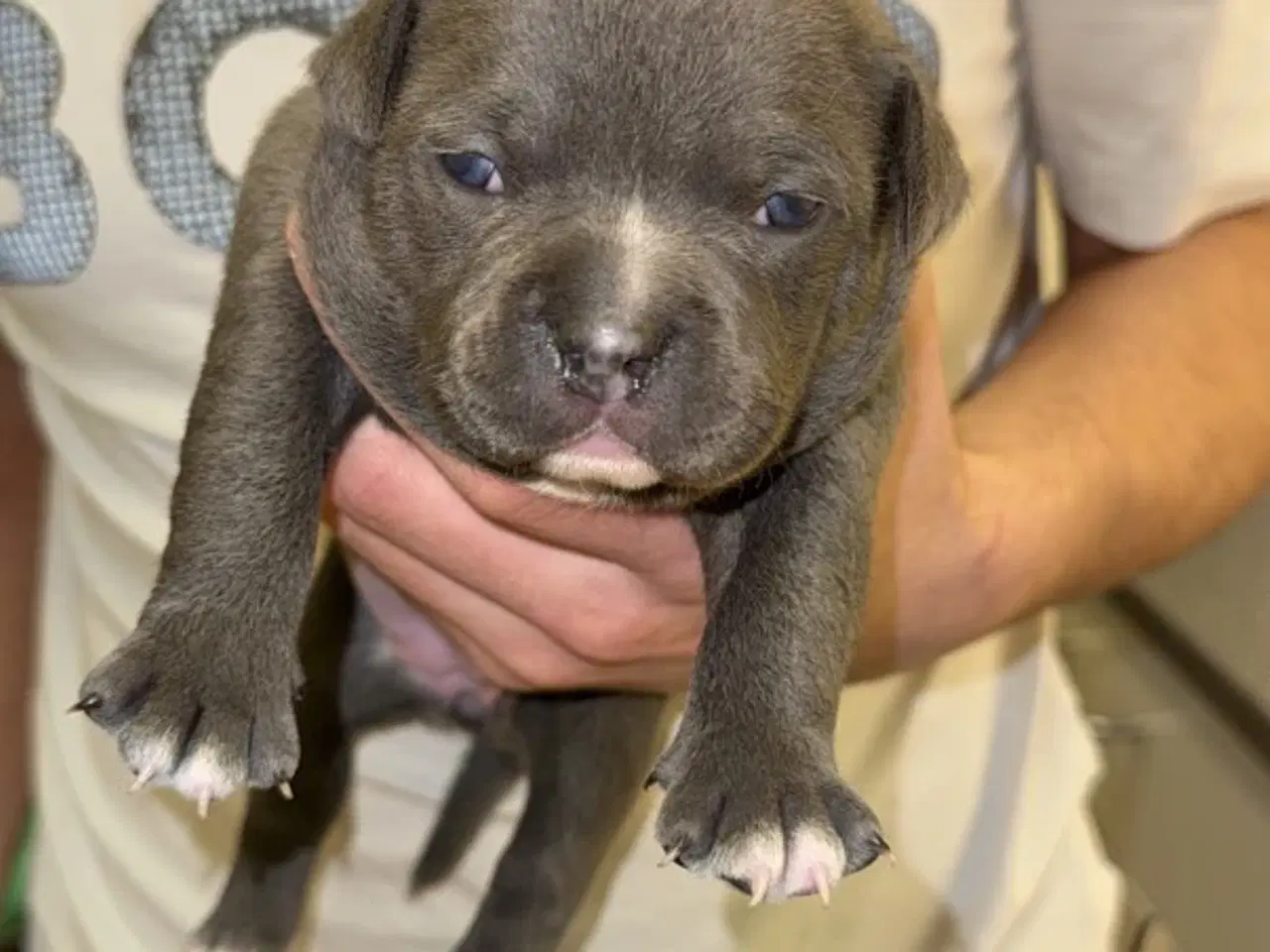 Billede 9 - American bully pocket hvalpe